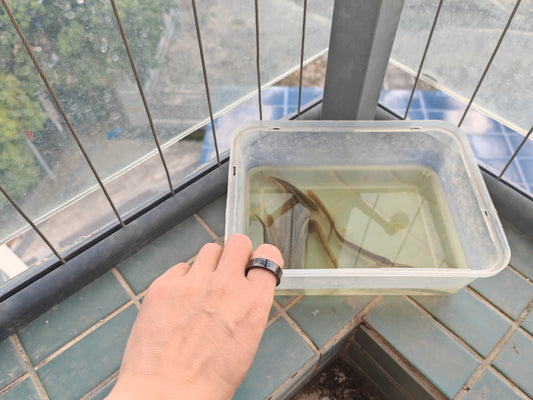 QSMARTRING smart ring: waterproof features add a lot of childish fun