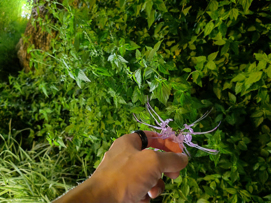 Qing SE Smart Ring: The Most Accurate Health Monitoring Assistant